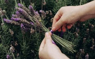 Rituels beauté naturels : cultiver sa routine au jardin