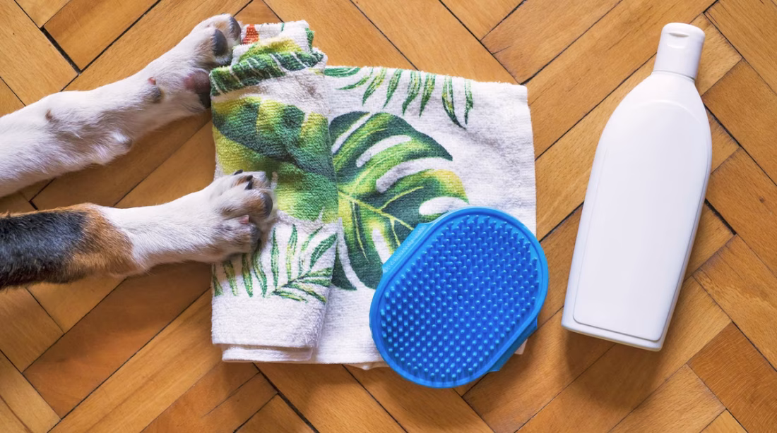 Optimiser le bien-être des animaux de compagnie grâce à un environnement stimulant