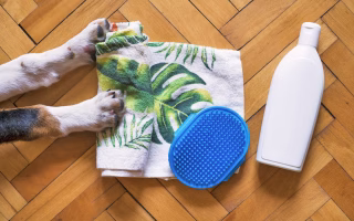 Optimiser le bien-être des animaux de compagnie grâce à un environnement stimulant