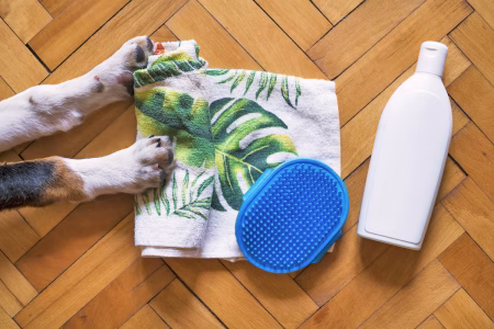 Optimiser le bien-être des animaux de compagnie grâce à un environnement stimulant