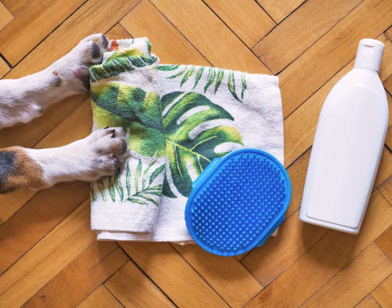 Optimiser le bien-être des animaux de compagnie grâce à un environnement stimulant