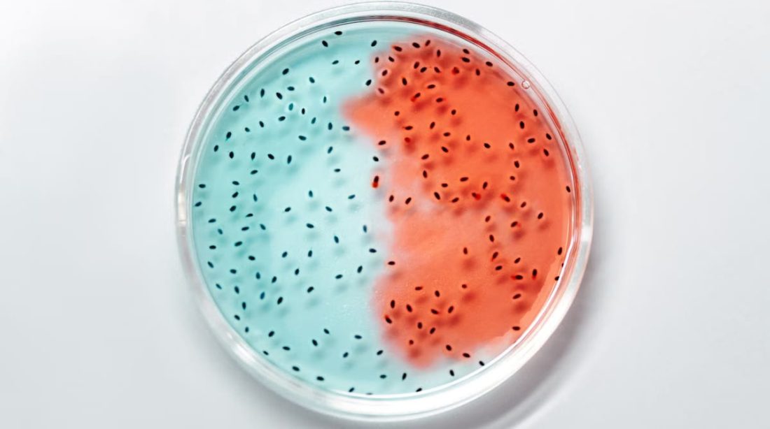 Probiotiques 2026 : comment ils transforment vraiment votre digestion