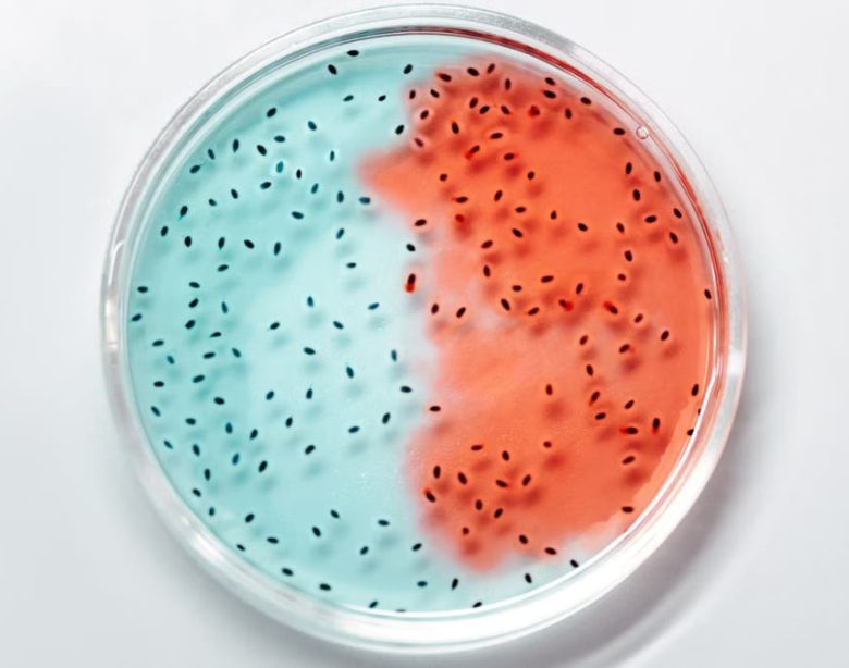 Probiotiques 2026 : comment ils transforment vraiment votre digestion